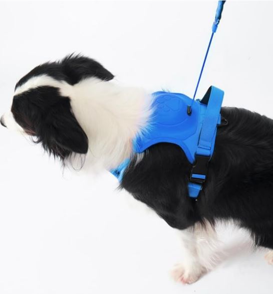 Arnés Perro Con Correa Retráctil Colores