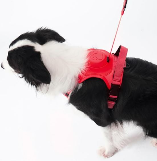 Arnés Perro Con Correa Retráctil Colores
